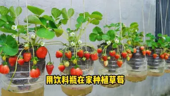 下载视频: 用饮料瓶在家种植草莓，方法简单易学，创意十足