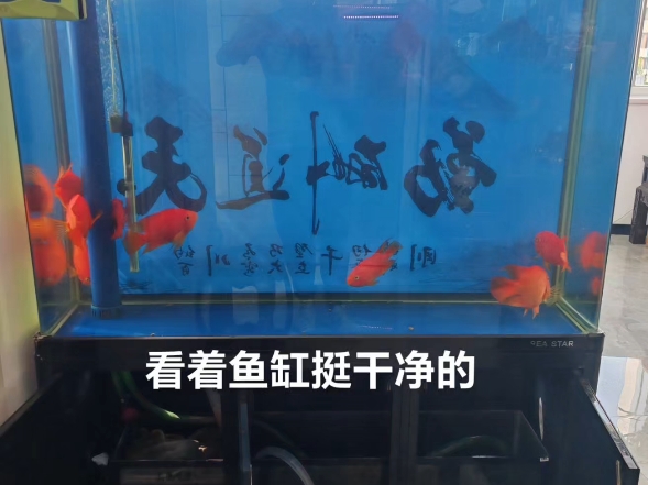 北京专业上门清洗鱼缸,滤材更换水族箱托管维护哔哩哔哩bilibili