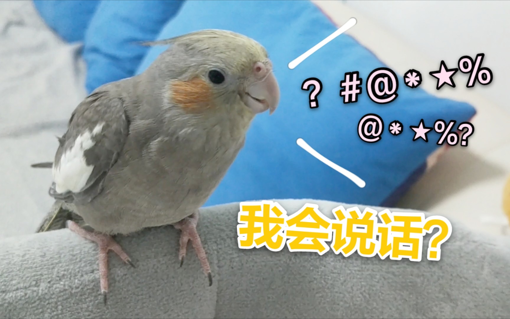 活动  刚开始学说话的小公鸡都这么话痨吗?叽叽喳喳地一直说个不停!