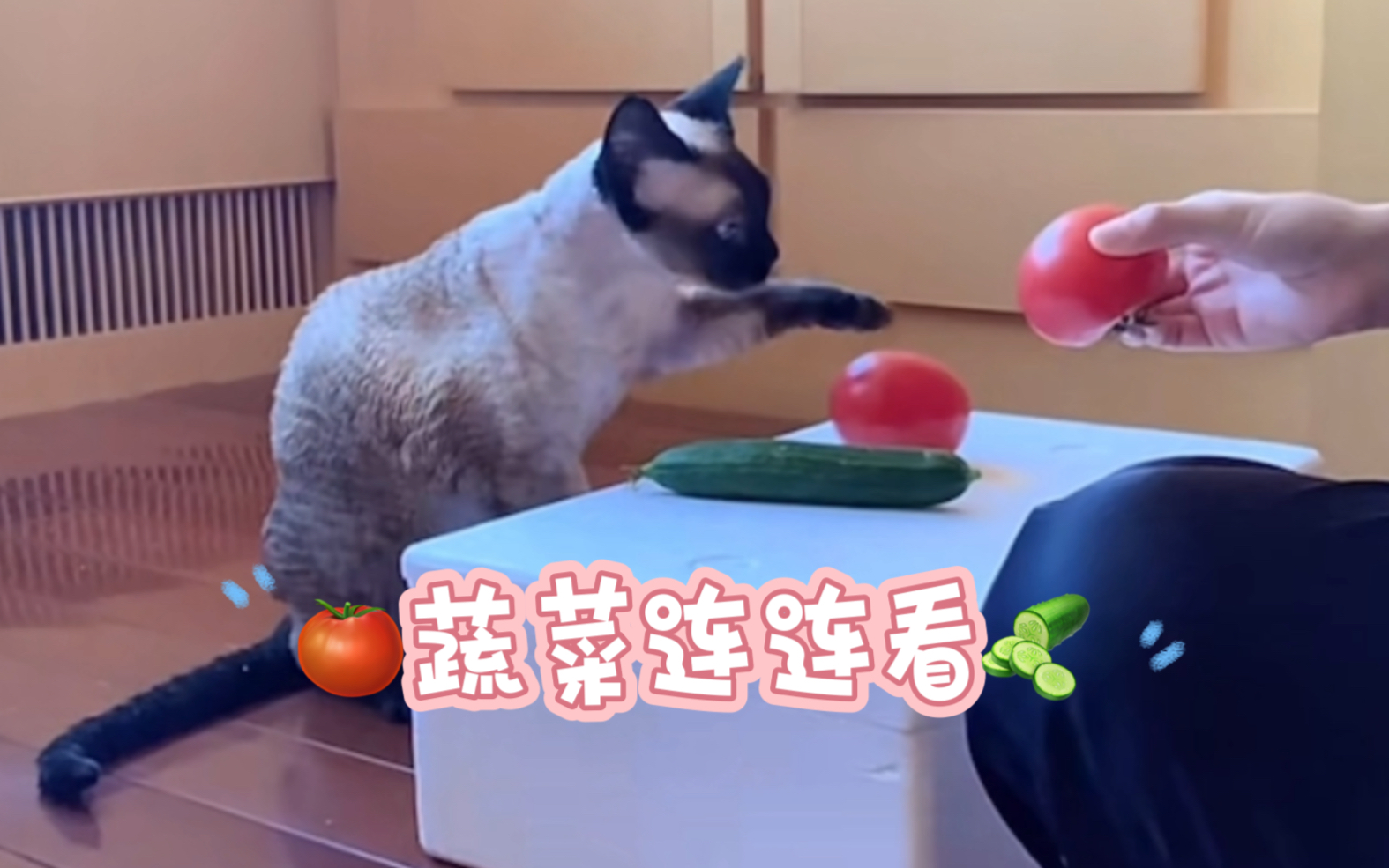 最强大脑猫咪版连连看小游戏哔哩哔哩bilibili