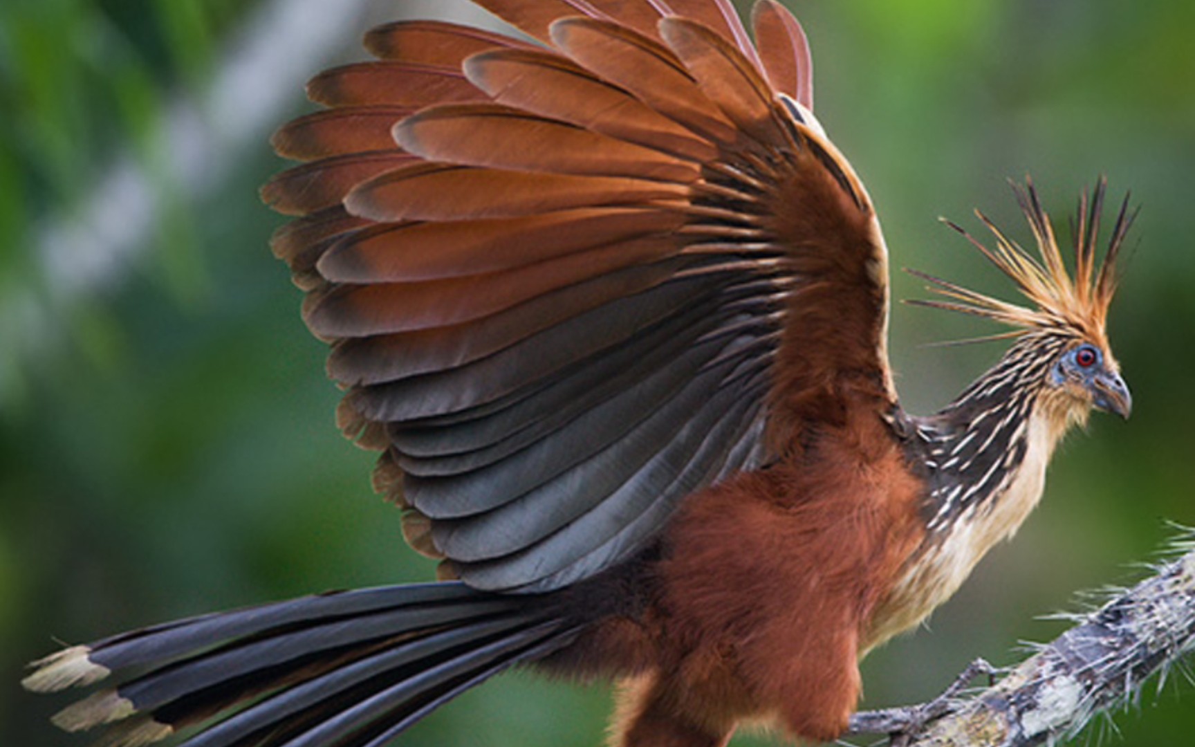 【鸟类】麝雉:我要cos近鸟龙!