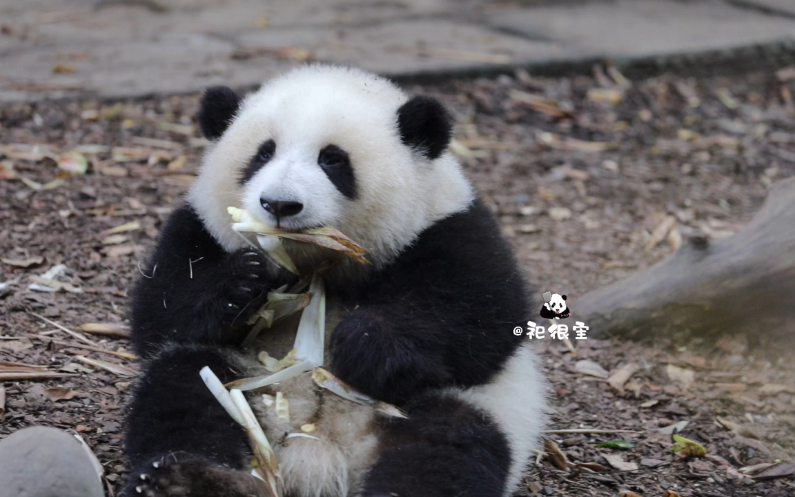 【大熊猫和花】榨汁花花