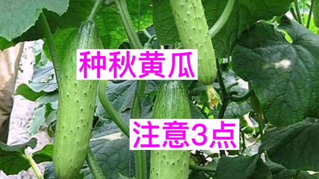 秋黄瓜种植时间及方法,这3点,一定要注意哔哩哔哩bilibili