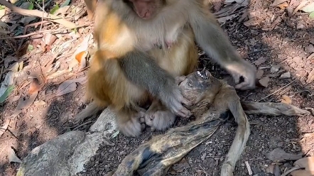 [图]真正的猴干