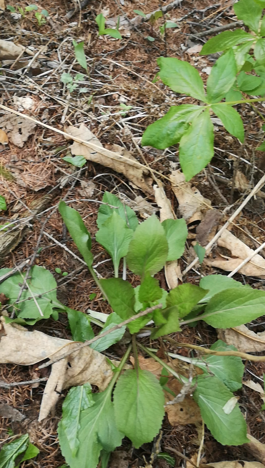 采山野菜,山生菜,刺拐棒,猴腿