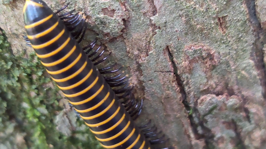 【野外昆虫摄影】燕山蛩_哔哩哔哩_bilibili