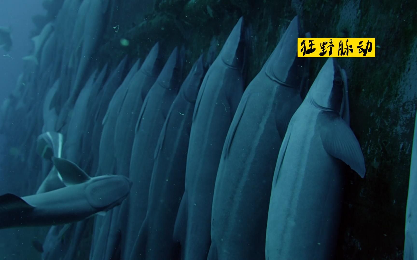 《䲟 鱼:做 一 条 有 梦 想 的 咸 鱼》-狂野脉动-狂野脉动-哔哩哔哩视频