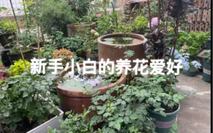 下载视频: 怪兽工厂的实验花园