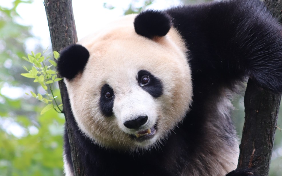 【大熊猫乔伊】想你想你想见你(8989895008000103