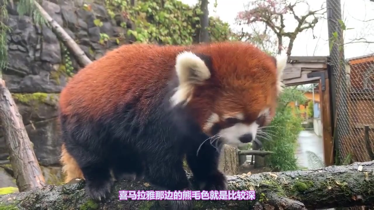 [图]【小熊猫Q&A】【熟肉】Get Reddie to Meet Moshu the Red Panda