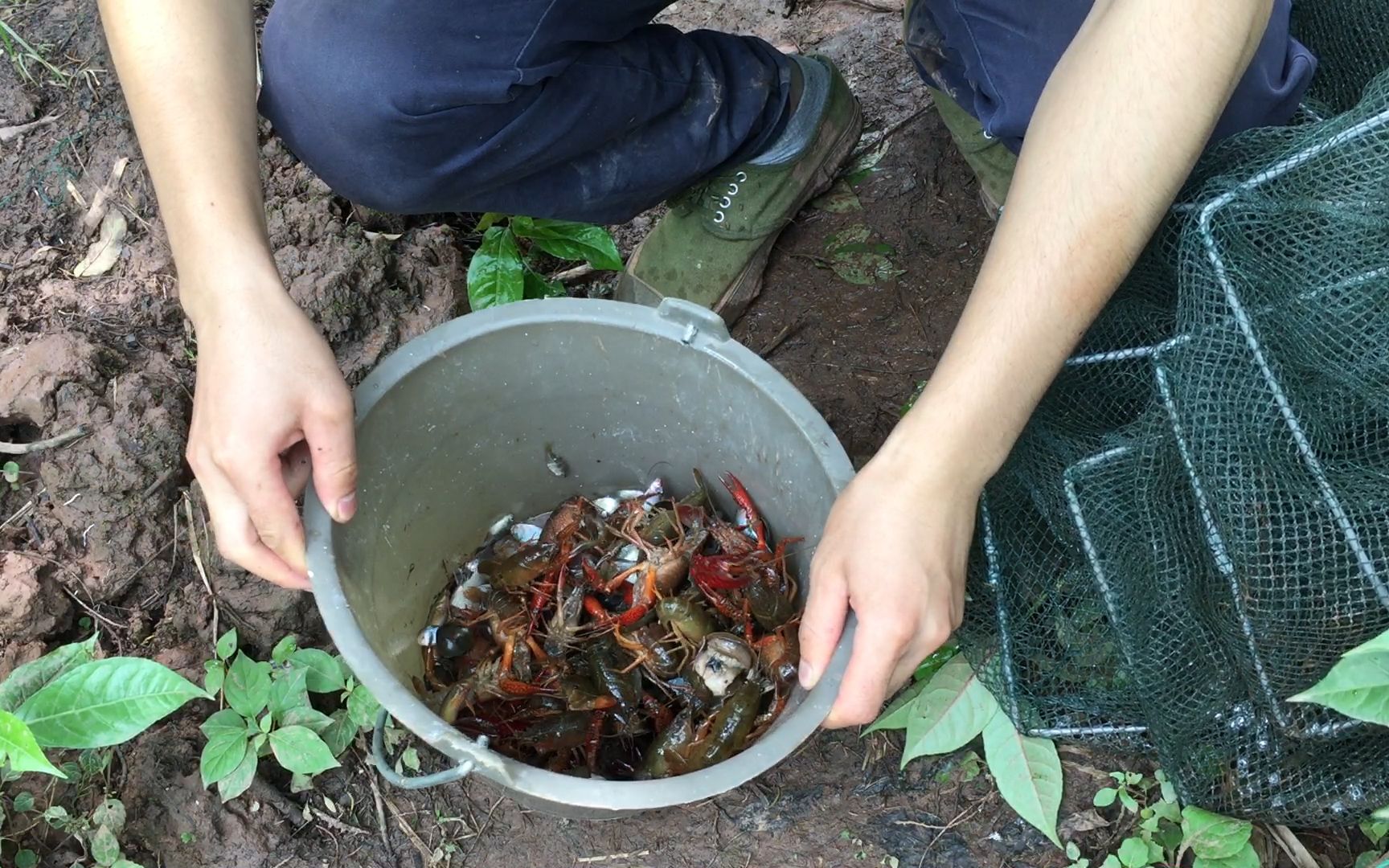 池塘放地笼,山城农人一次抓半桶小龙虾,看着好过瘾!