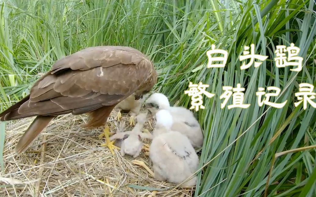 【白头鹞】繁殖记录/Marsh harrier. Birds in breeding season.哔哩哔哩bilibili