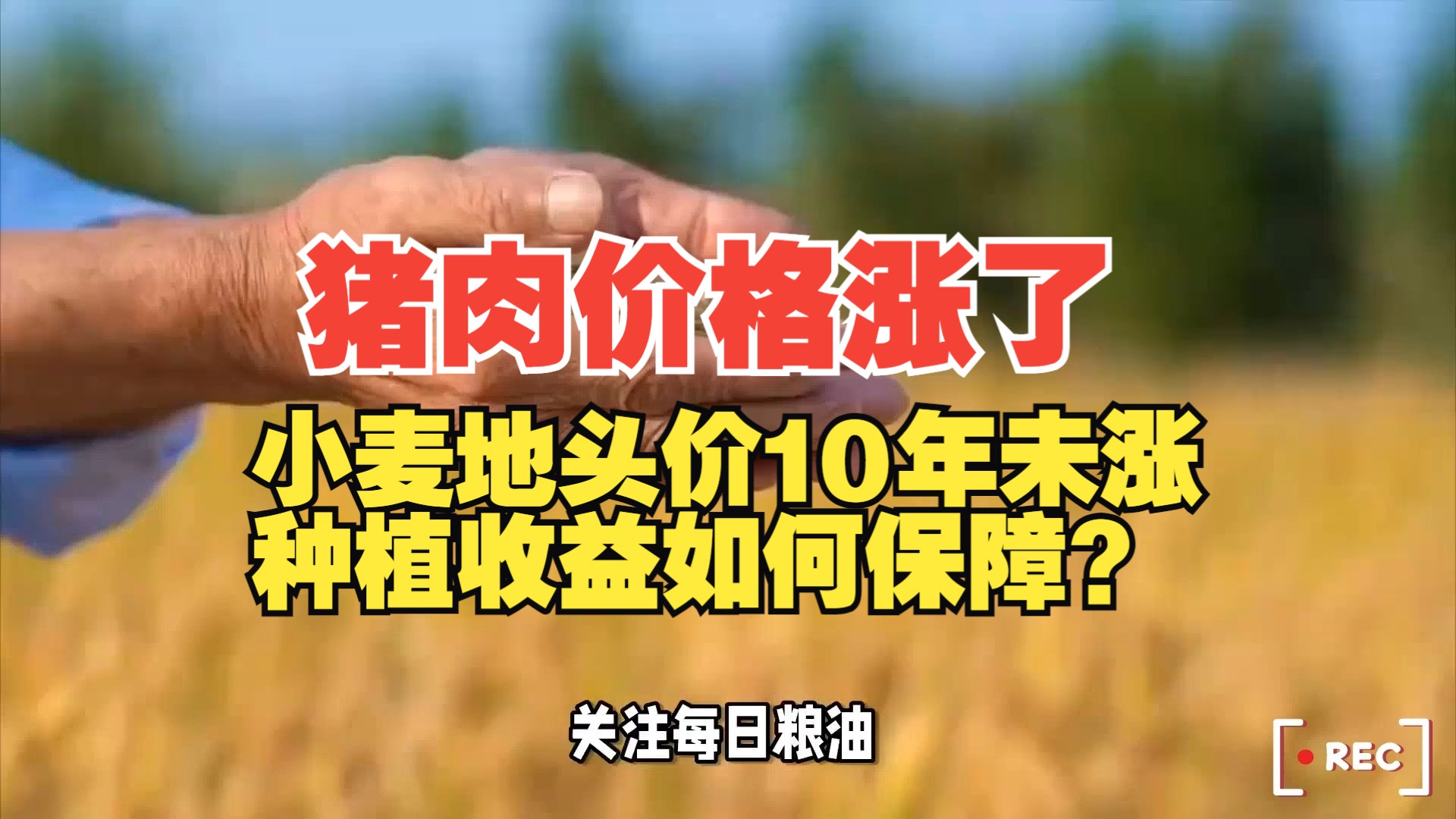 新季小麦地头收购价格10年未涨 种粮收益如何保障?猪肉价格全面回暖,三大粮食作物完全成本保险和种植收入保险每亩1125元哔哩哔哩bilibili