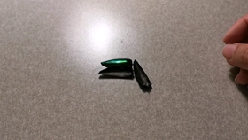 甲虫翅膀竟能形成天然反重力 究竟是反重力还是反智力 分享大家艾特我的神奇生物 哔哩哔哩 つロ干杯 Bilibili