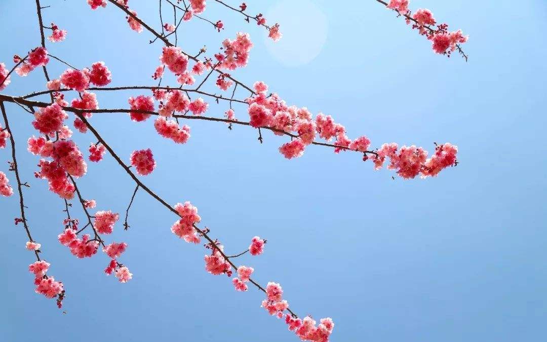 【e舞成名竞速】12星 para para sakura(啪啦啪啦樱之花)