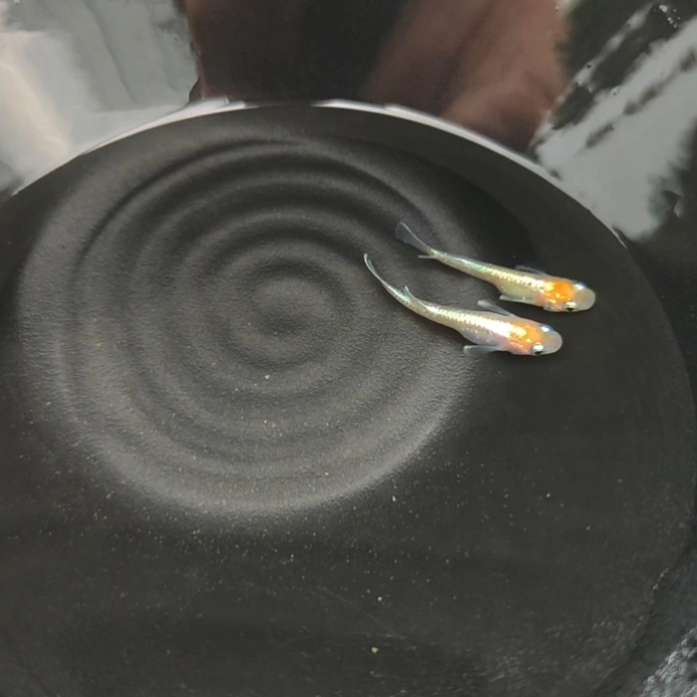 鳞光红白 鱼龙舞观背青鳉工作室