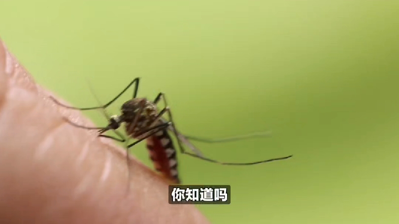 小小蚊子拥有22颗牙齿