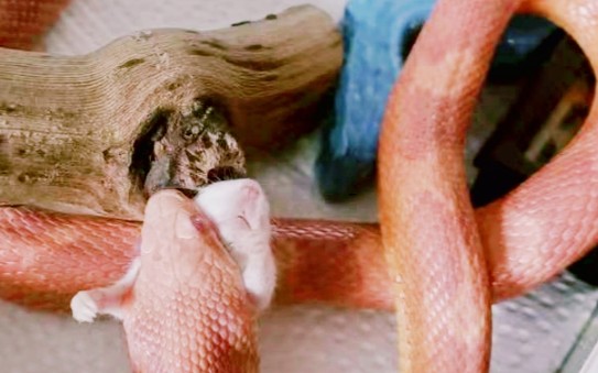 小蛇暴风吸入鼠鼠