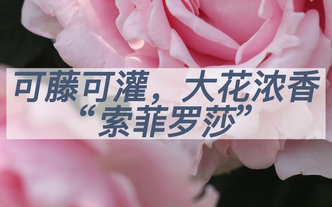 索菲罗莎哔哩哔哩bilibili