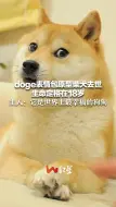 Download Video: doge表情包原型柴犬去世 生命定格在18岁 主人：它是世界上最幸福的狗狗