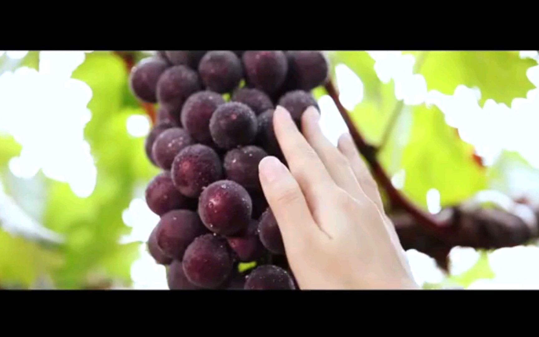 地理标志产品:灞桥葡萄