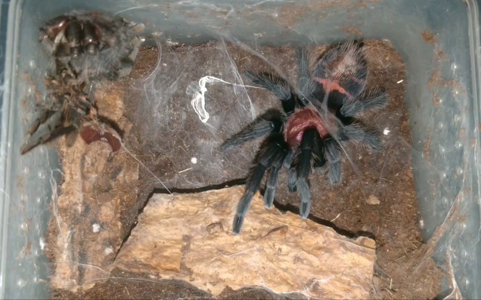 哥虎几个月没蜕皮,今次应该最后一蜕成体_哔哩哔哩 (゜-゜)つロ 干杯