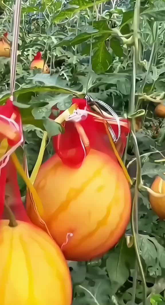 黄皮红瓤西瓜种孑早熟春夏播超甜西瓜种籽四季播种孑三农家庭种植