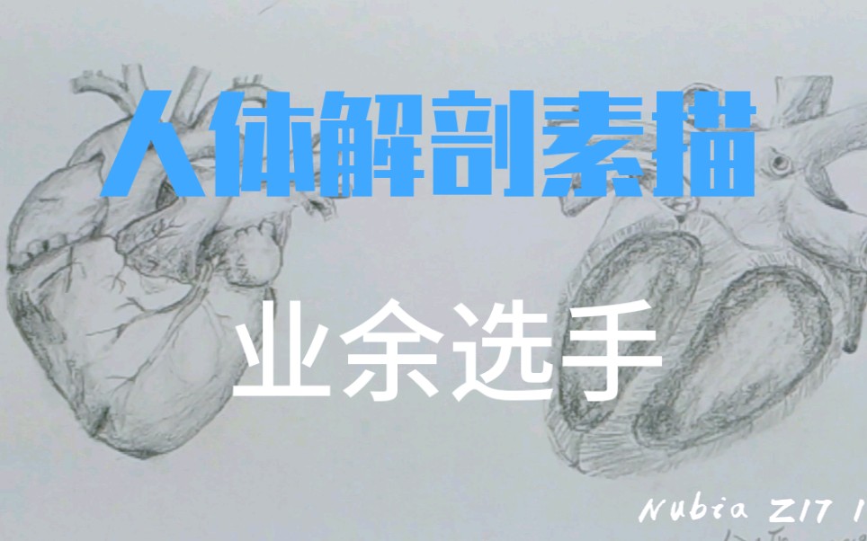 【素描】医学生的零基础人体解剖素描绘画 心脏哔哩哔哩bilibili