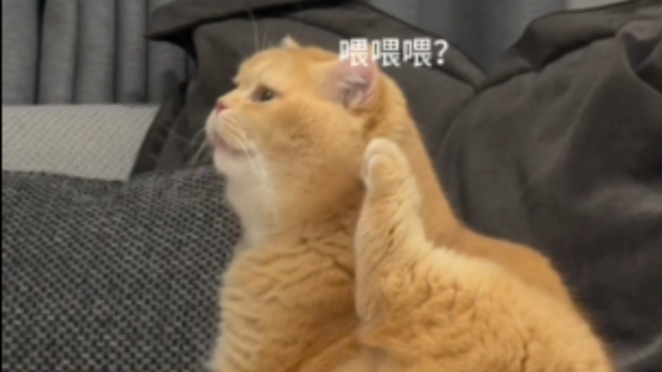 快接小猫咪的电话!!哔哩哔哩bilibili