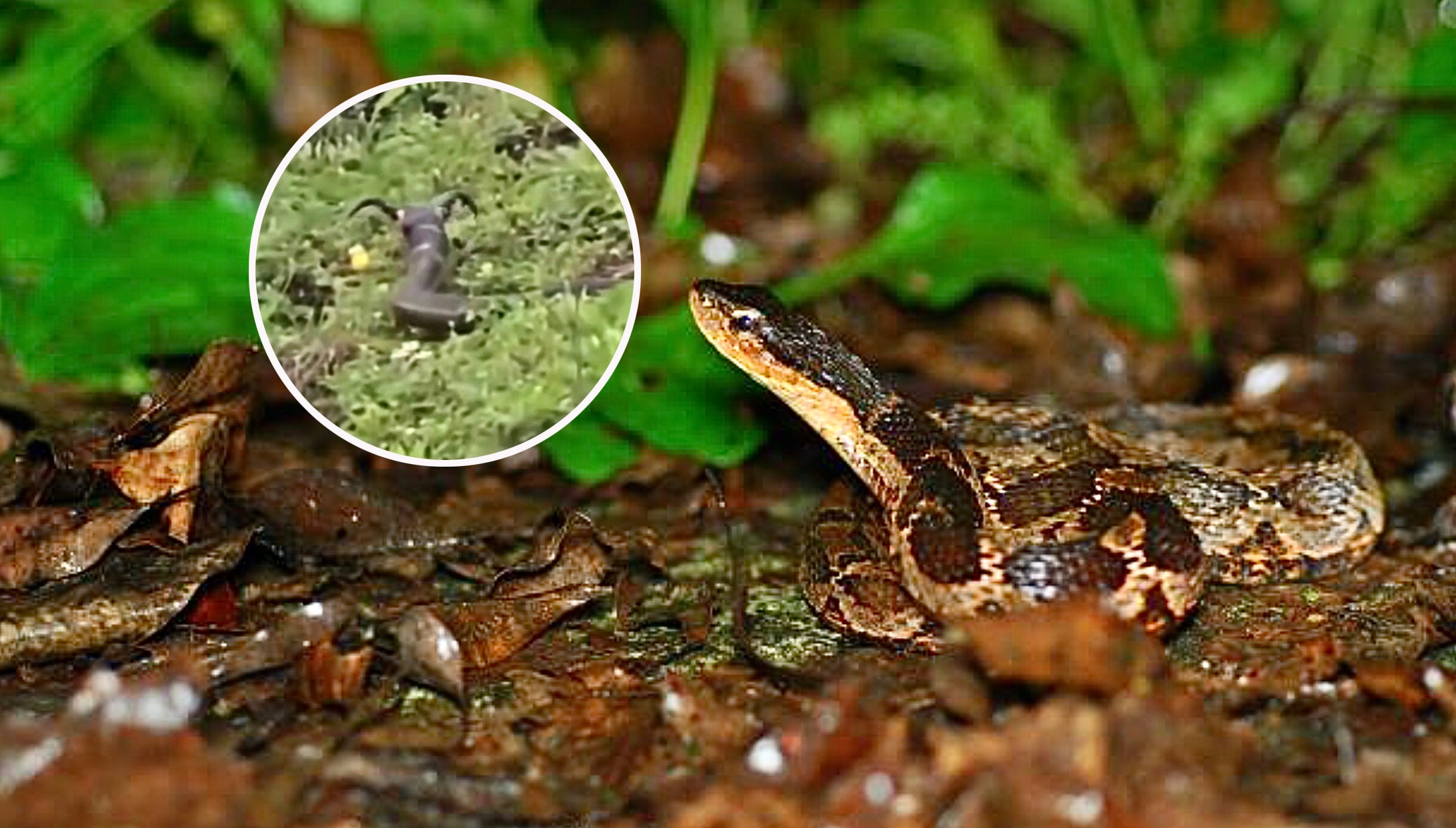 扎小辫的蛇现凉山,它是哪种蛇?爱吃蛤蟆的拟态大师,俗称伪蝮蛇