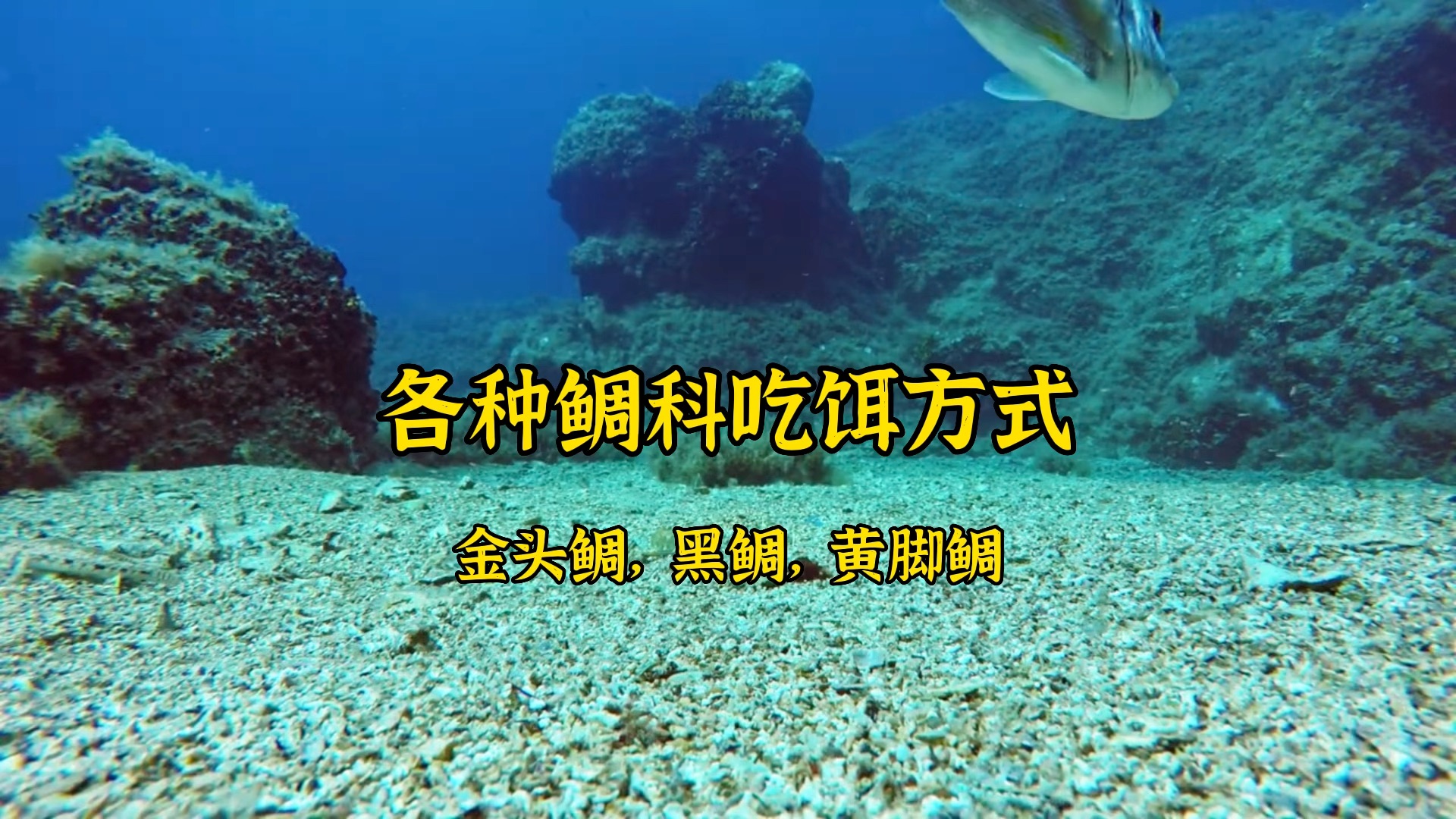 鲷科类鱼种吃口的水下视角,帮助钓友更清楚的知道如何应对哔哩哔哩bilibili