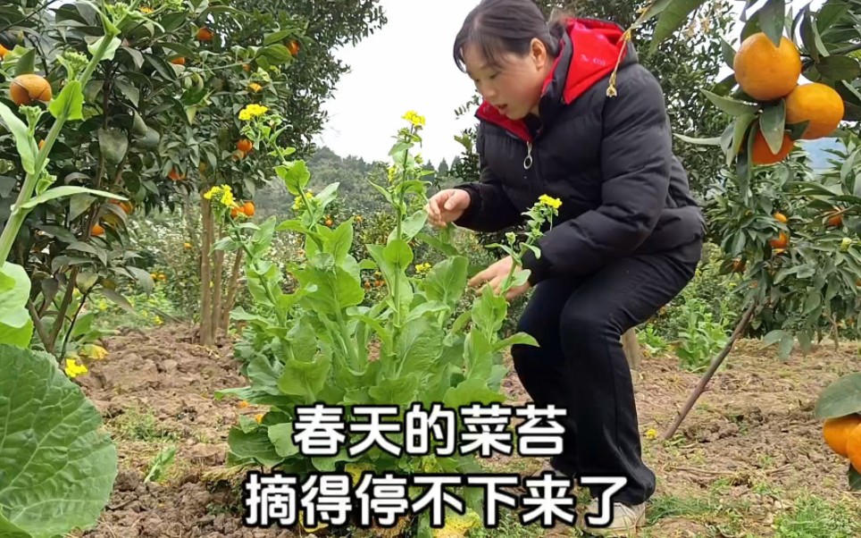 80女子的乡村田园生活,菜苔又爆篓了,菜苔旺盛期,差点背不动哔哩哔哩bilibili