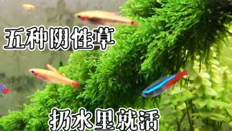 不用二氧化碳的前景草 鱼缸前景草救星 哔哩哔哩 Bilibili 不用二氧化碳的前景草 鱼缸前景草救星 哔哩哔哩 Bilibili