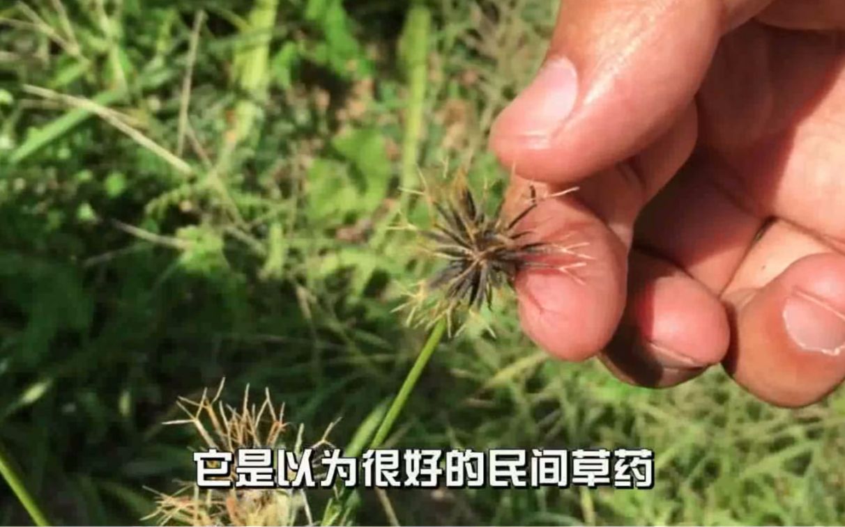 农村一种杂草,对高血压有很好的疗效,中医眼里的天然“降压药”哔哩哔哩bilibili