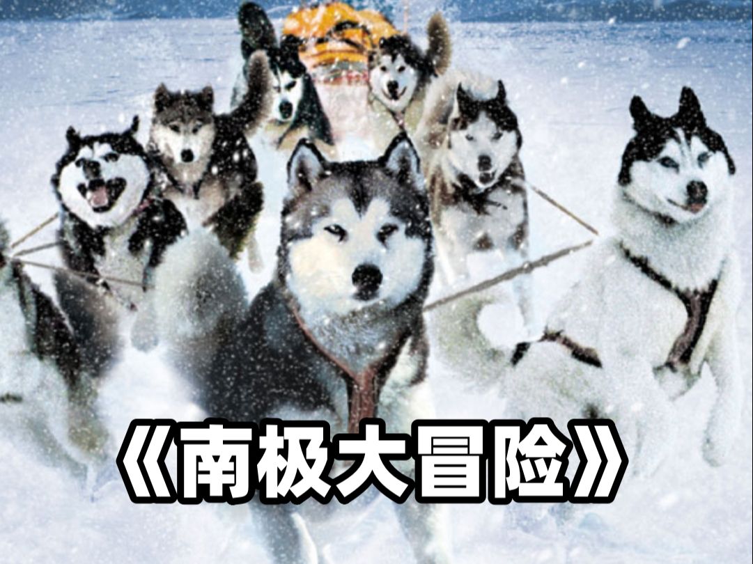 极地雪橇犬电影图片