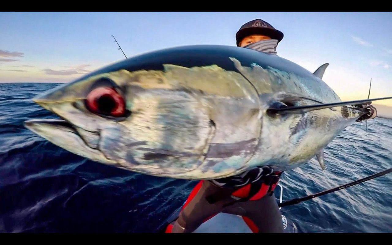 【cavy fishing】澳洲钓鱼佬骑摩托艇海钓大金枪鱼 | 机翻中文