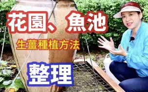 Download Video: 宅家整理我家小鱼池和花园，澳洲生姜贵如“龙虾”，自己种植的生姜长势喜人😀一年都有吃不完，带你来看看！喜欢澳洲休闲生活！