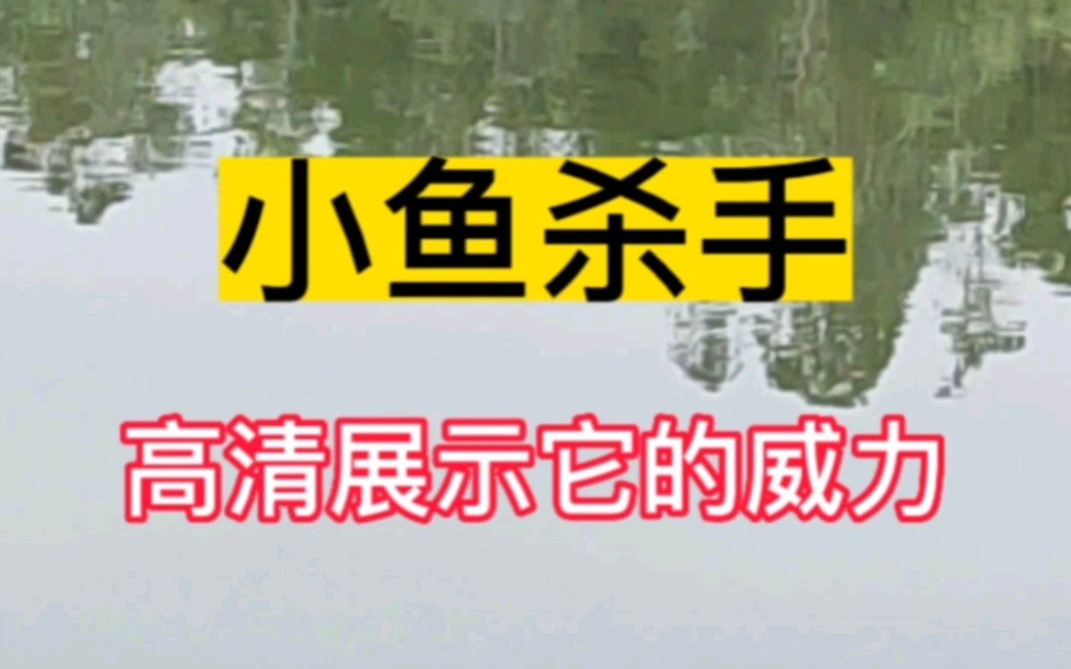 [图]小鱼杀手看了你就知道，不止鱼小它更小！