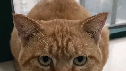 超大号"亚瑟"猫