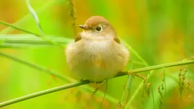鹟鸟-哔哩哔哩_Bilibili