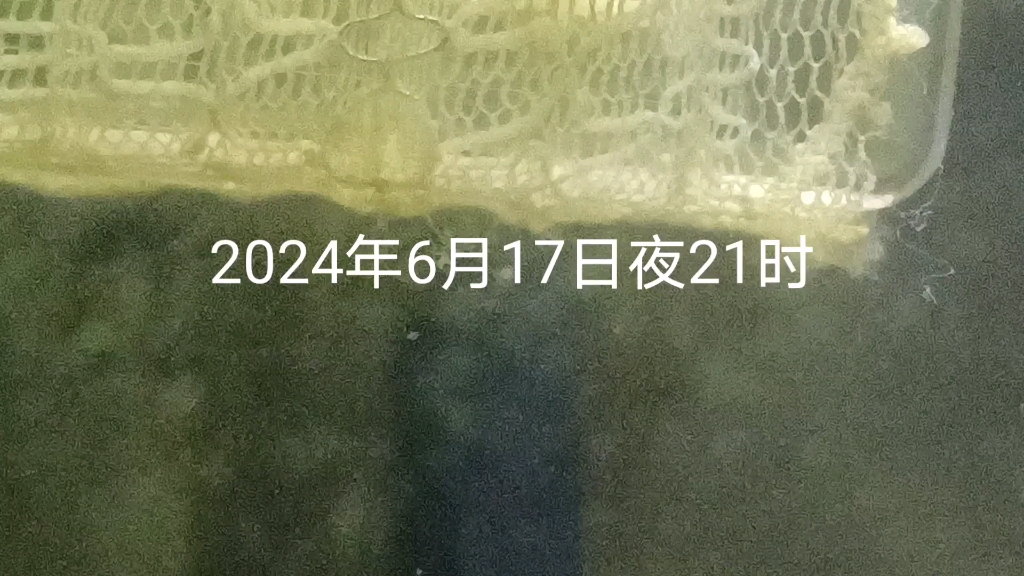 拯救朝族仙女苹果螺计划(第七篇)——万岁!红色斑马鱼繁殖计划成功!哔哩哔哩bilibili