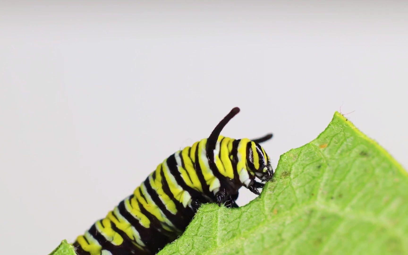 十只帝王蝶幼虫啃食有毒叶子,还啃出来个"爱心"