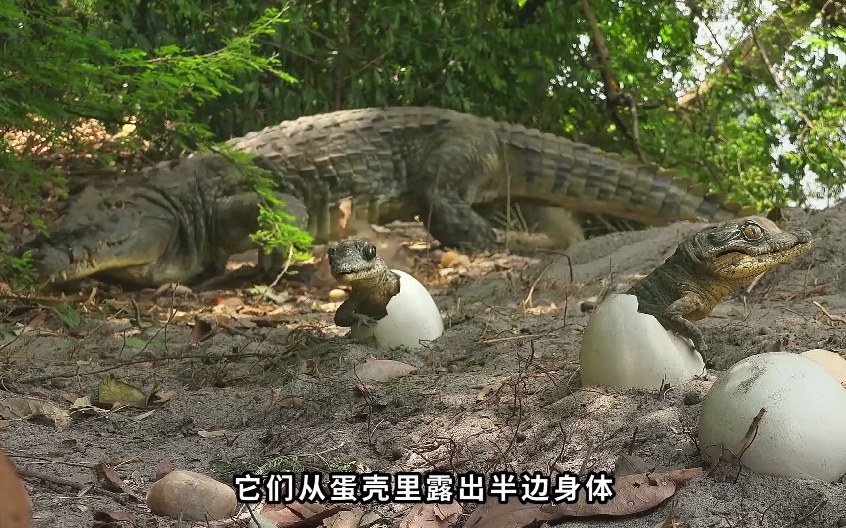 蛋蛋里安装摄像头,偷拍鳄鱼一家80口的私生活,这个片子太欢乐了