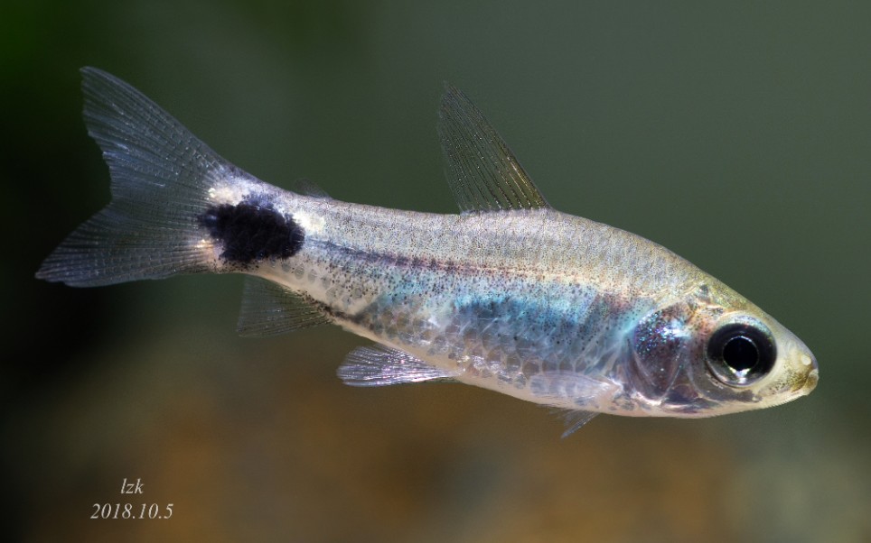 【鱼缸】【灯鱼】月光鸭嘴 03