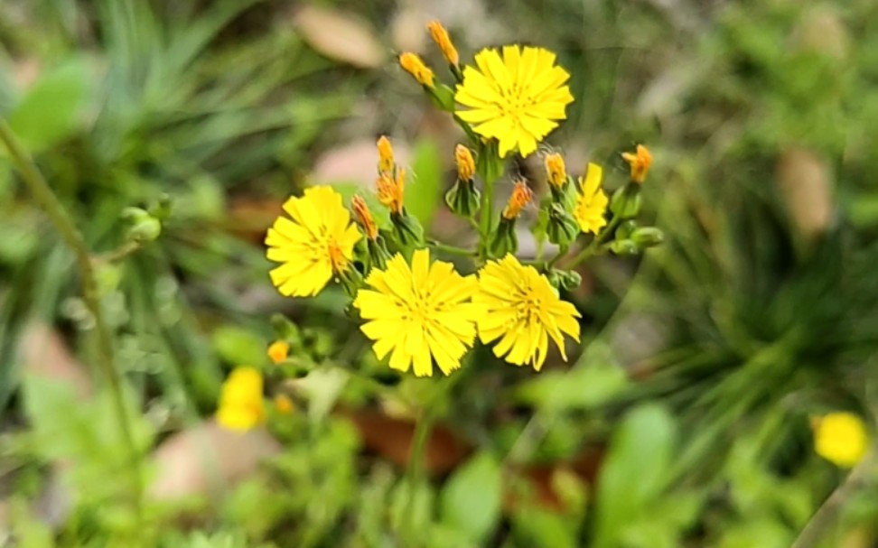 黄鹌菜～菊科植物.