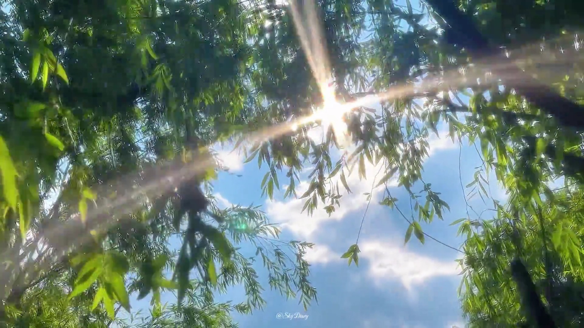 “人生不过百个夏天”