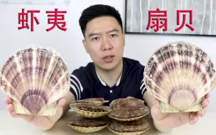 Download Video: 试吃虾夷大扇贝，比我脸还要大，吃一个就饱了，非常过瘾