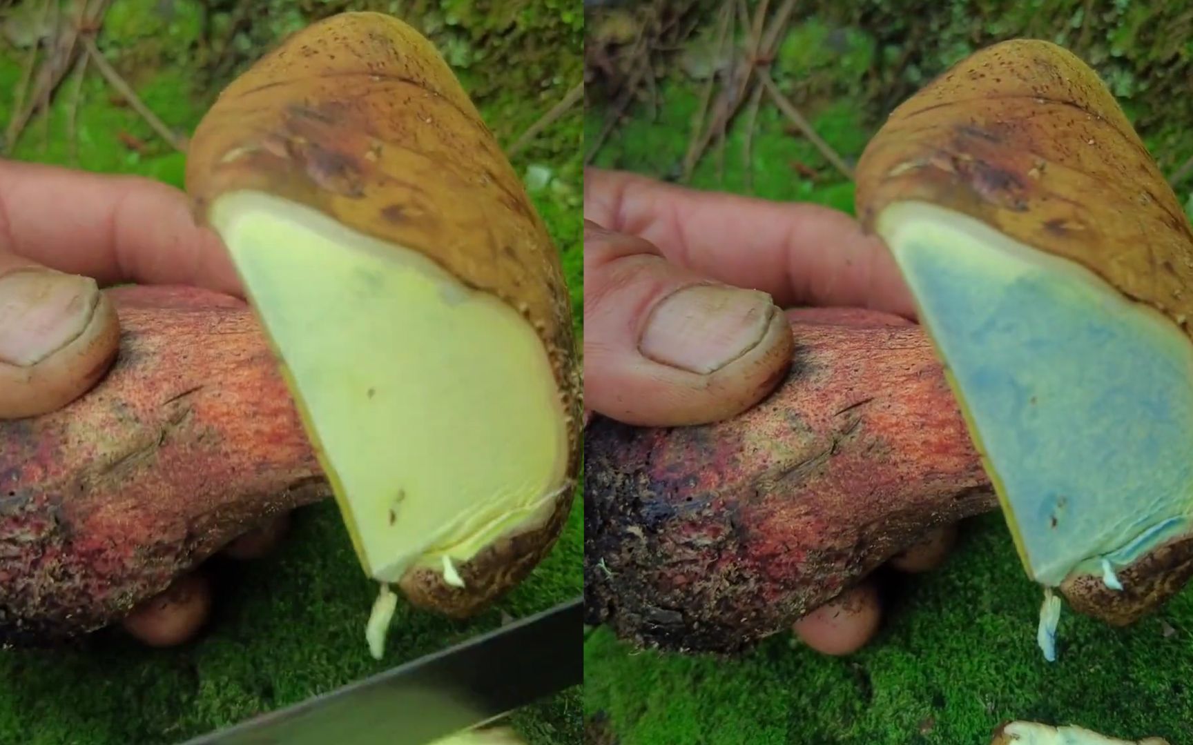 女子用山里野生蘑菇做菜,切开后立刻变色引网友担忧:这真能吃?