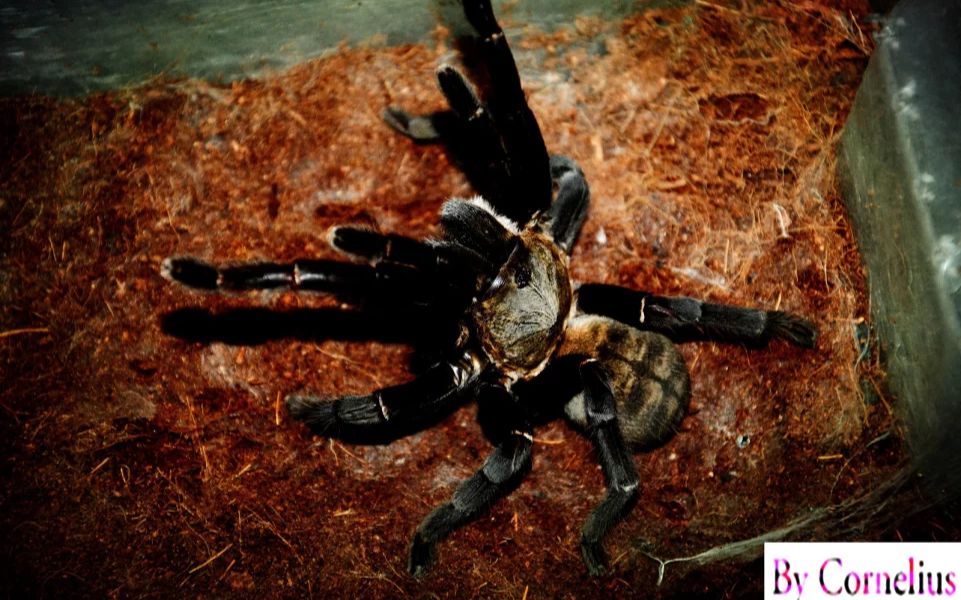 国产最大蜘蛛——20cm 海南捕鸟蛛_哔哩哔哩_bilibili