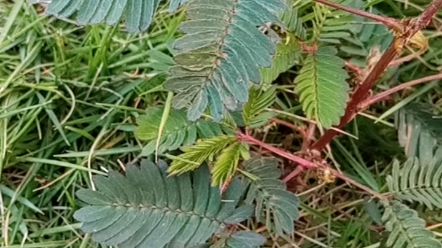 [图]神奇的植物-含羞草